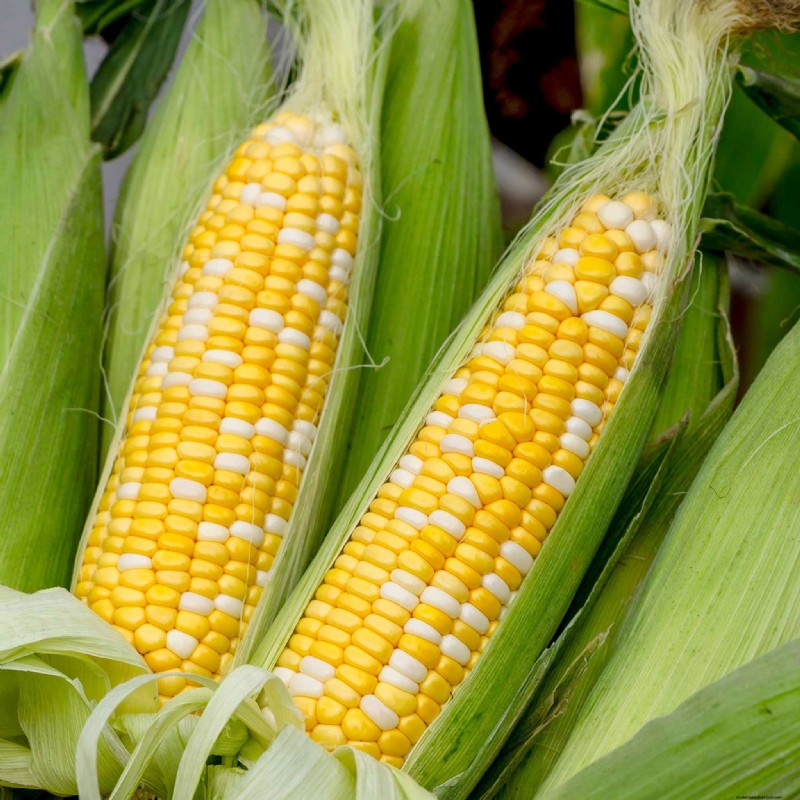 Best Vegetables to Plant in May for a Bountiful Summer Harvest