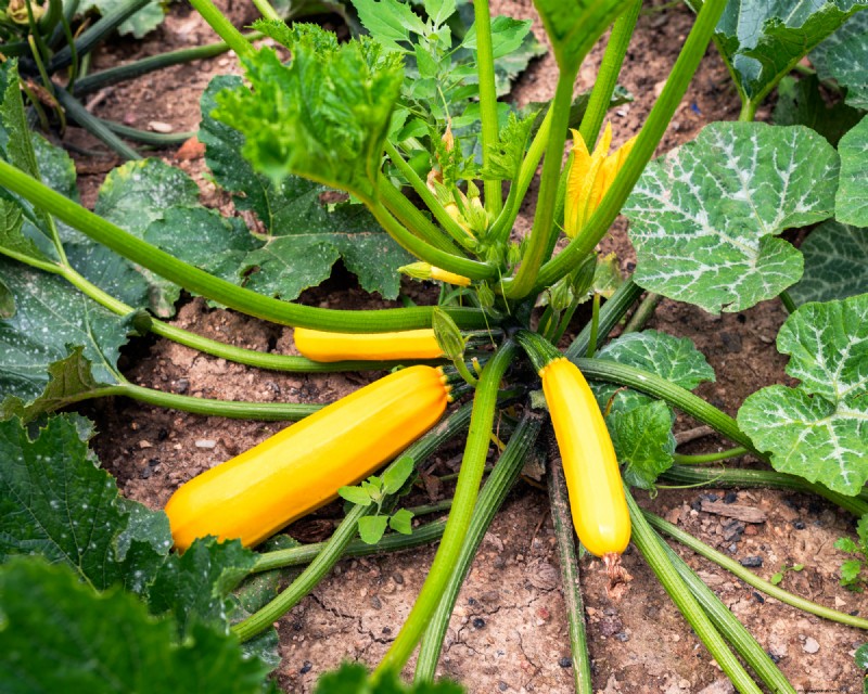 Best Vegetables to Plant in May for a Bountiful Summer Harvest