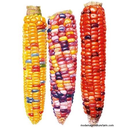 Best Vegetables to Plant in May for a Bountiful Summer Harvest