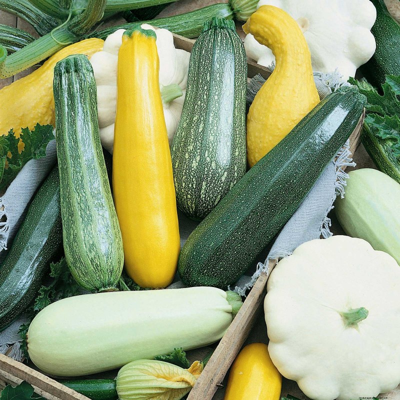 Best Vegetables to Plant in May for a Bountiful Summer Harvest