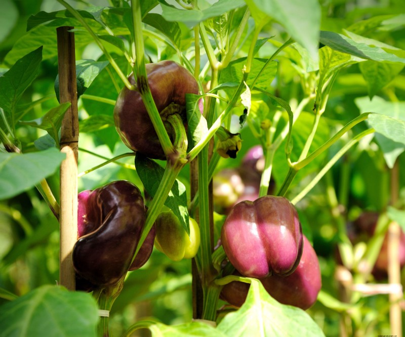 Best Vegetables to Plant in May for a Bountiful Summer Harvest