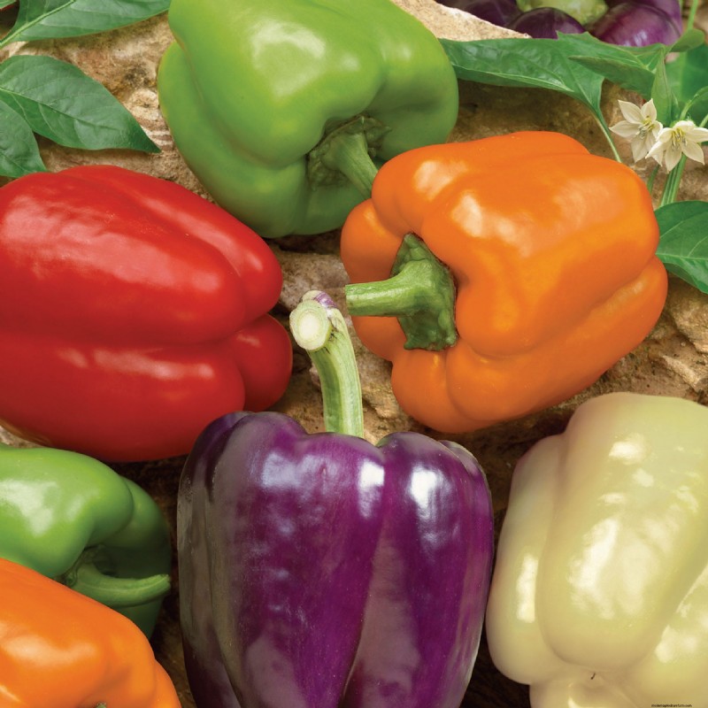Best Vegetables to Plant in May for a Bountiful Summer Harvest