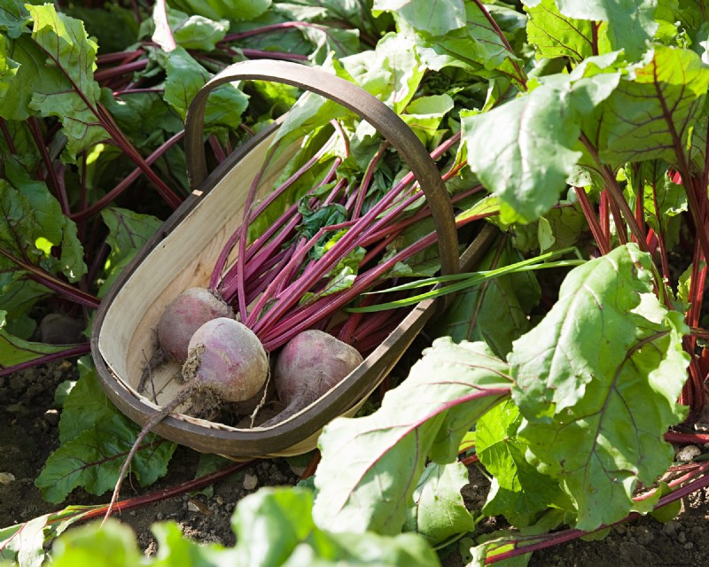 Best Vegetables to Plant in May for a Bountiful Summer Harvest