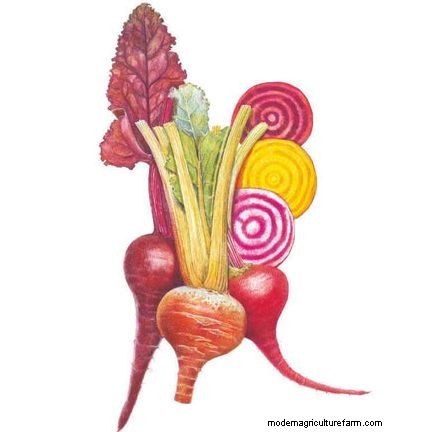 Best Vegetables to Plant in May for a Bountiful Summer Harvest