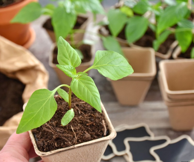 Best Vegetables to Plant in May for a Bountiful Summer Harvest