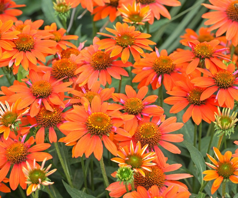 Best Container Plant Combinations for May: Effortless & Thriving Pairings