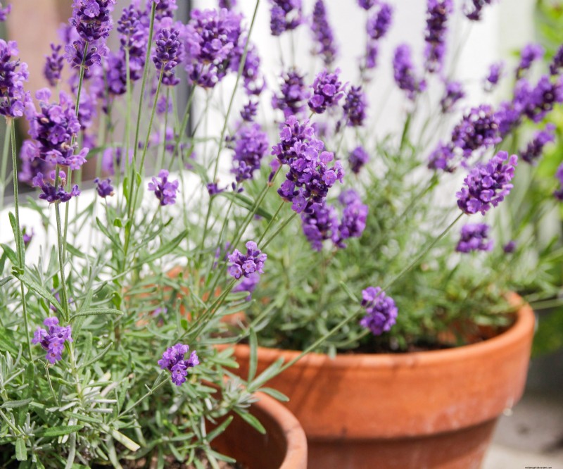 Best Container Plant Combinations for May: Effortless & Thriving Pairings