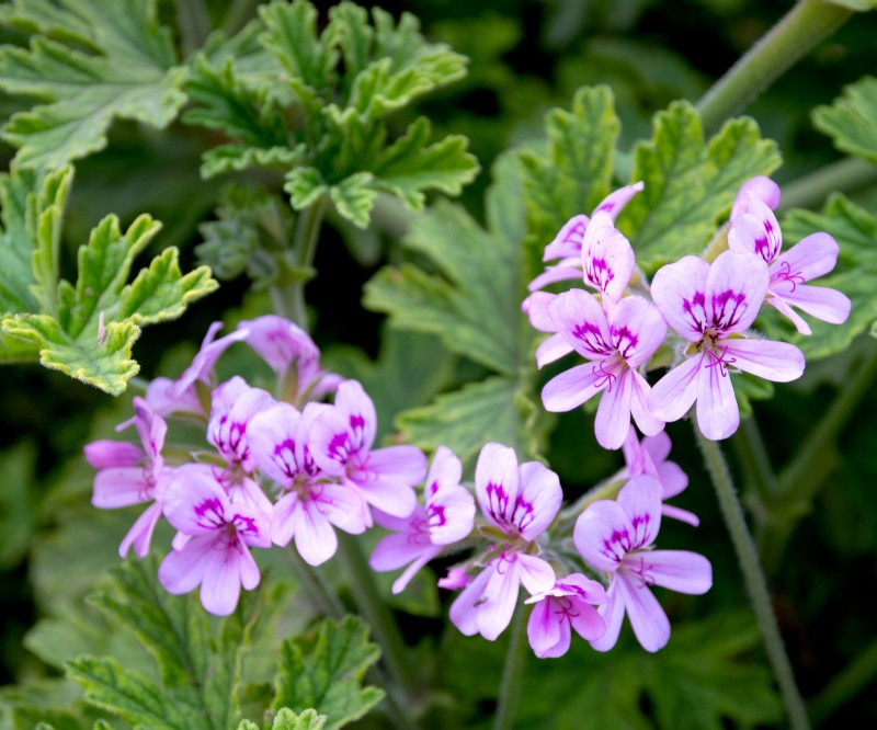 Best Container Plant Combinations for May: Effortless & Thriving Pairings