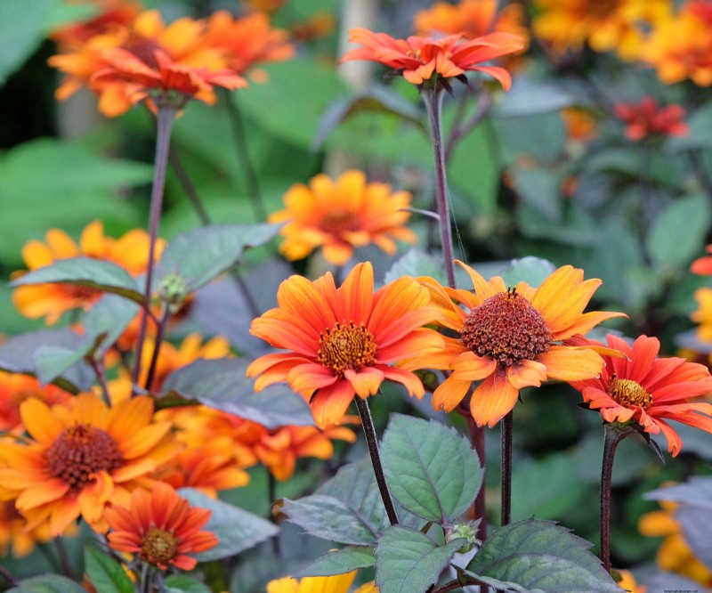 Best Container Plant Combinations for May: Effortless & Thriving Pairings