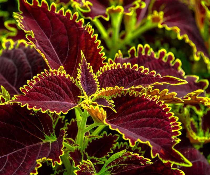Best Container Plant Combinations for May: Effortless & Thriving Pairings