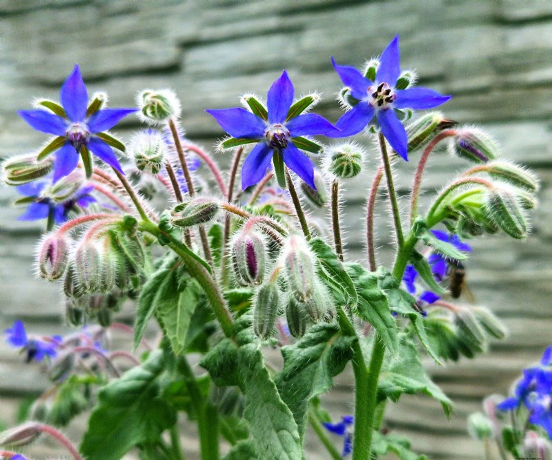 Best Container Plant Combinations for May: Effortless & Thriving Pairings