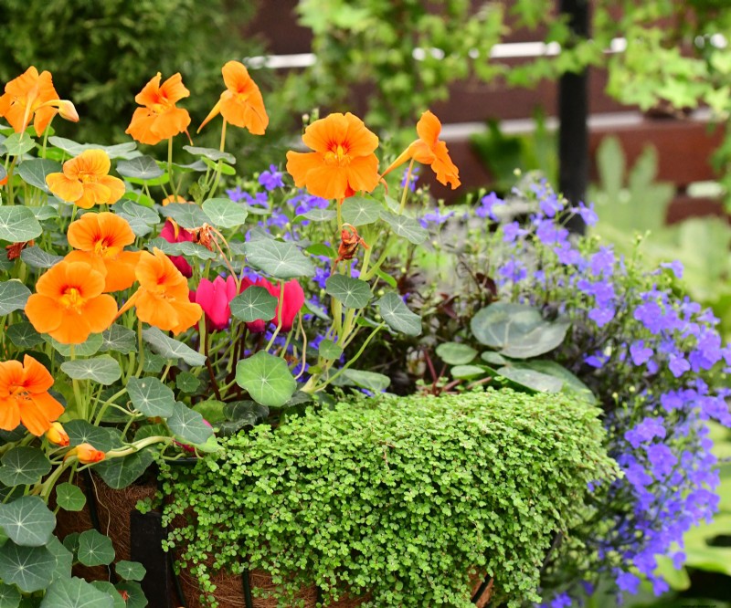 Best Container Plant Combinations for May: Effortless & Thriving Pairings