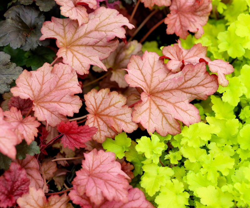 Best Container Plant Combinations for May: Effortless & Thriving Pairings