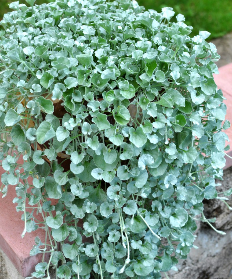 Best Container Plant Combinations for May: Effortless & Thriving Pairings
