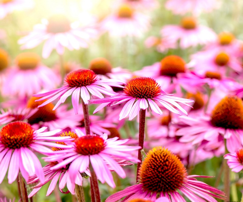 Best Container Plant Combinations for May: Effortless & Thriving Pairings