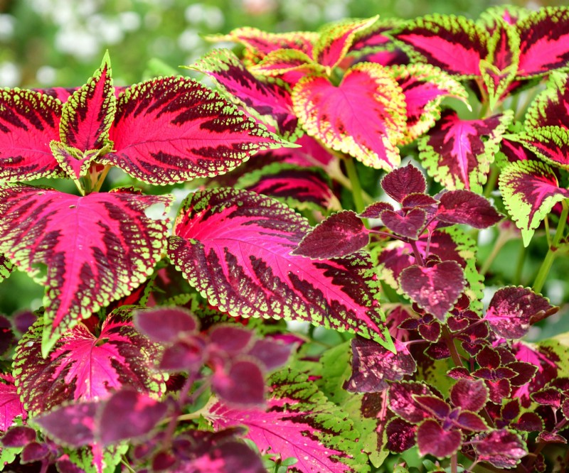 Best Container Plant Combinations for May: Effortless & Thriving Pairings