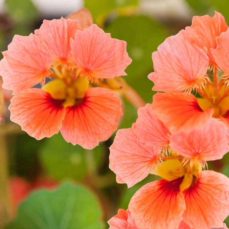 Best Container Plant Combinations for May: Effortless & Thriving Pairings