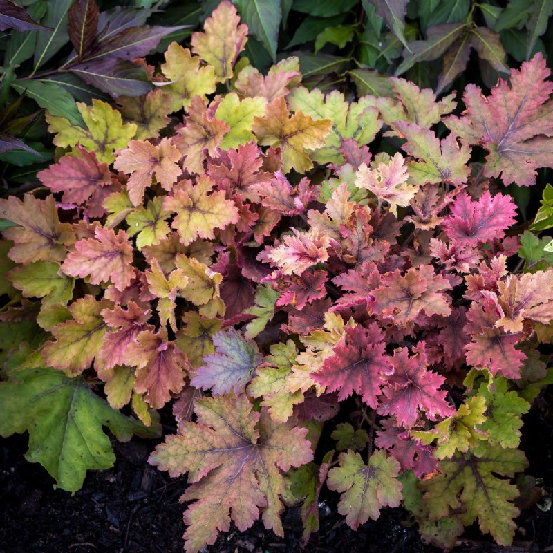 Best Container Plant Combinations for May: Effortless & Thriving Pairings