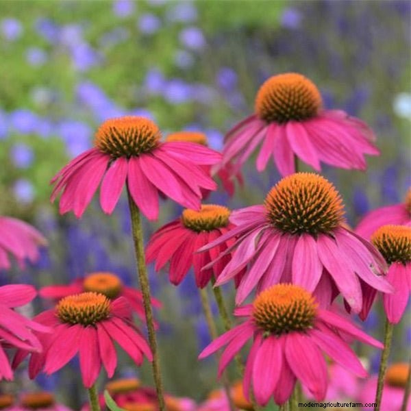 Best Container Plant Combinations for May: Effortless & Thriving Pairings