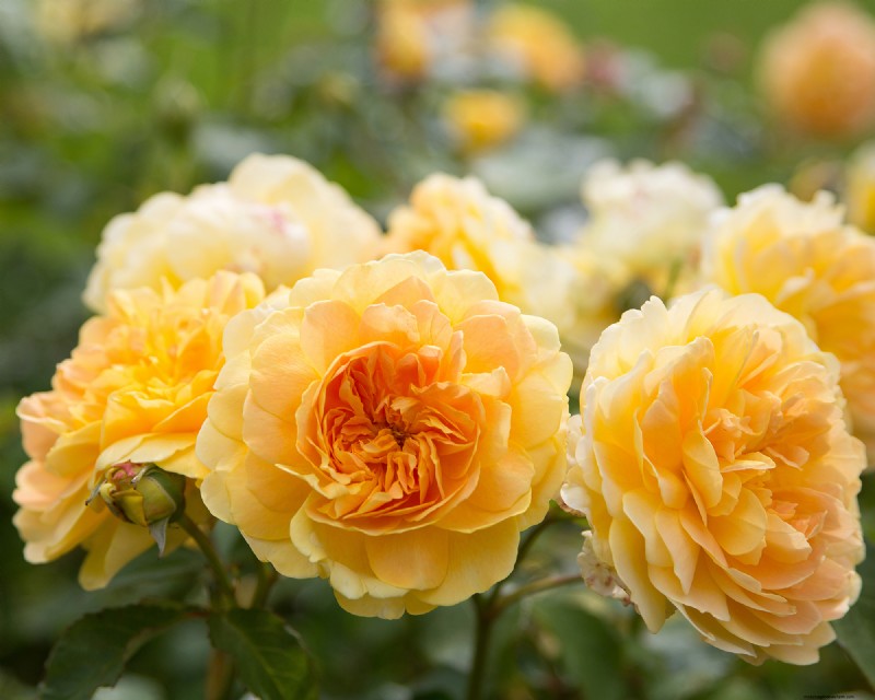 Historical Garden Design: Planting Ideas Inspired by Every Decade