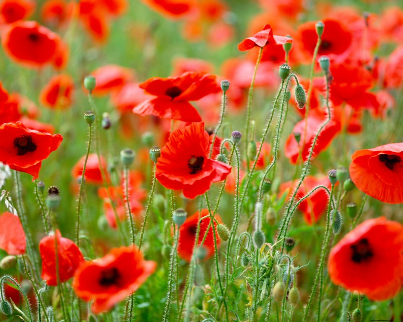 Historical Garden Design: Planting Ideas Inspired by Every Decade