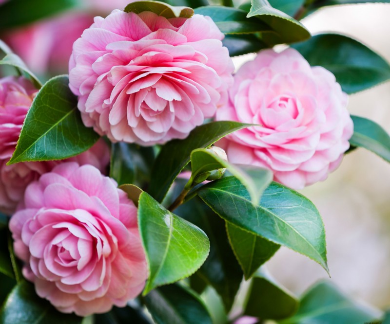 Historical Garden Design: Planting Ideas Inspired by Every Decade