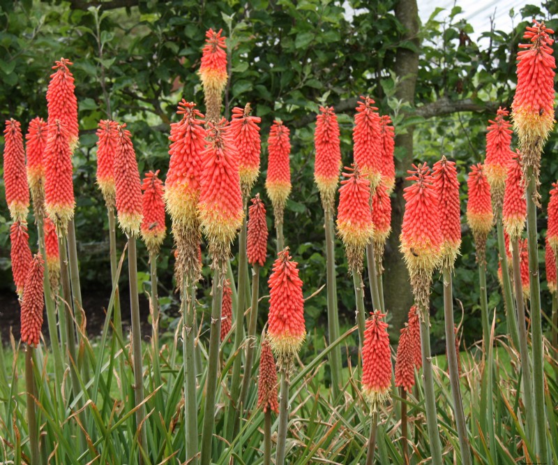 Historical Garden Design: Planting Ideas Inspired by Every Decade