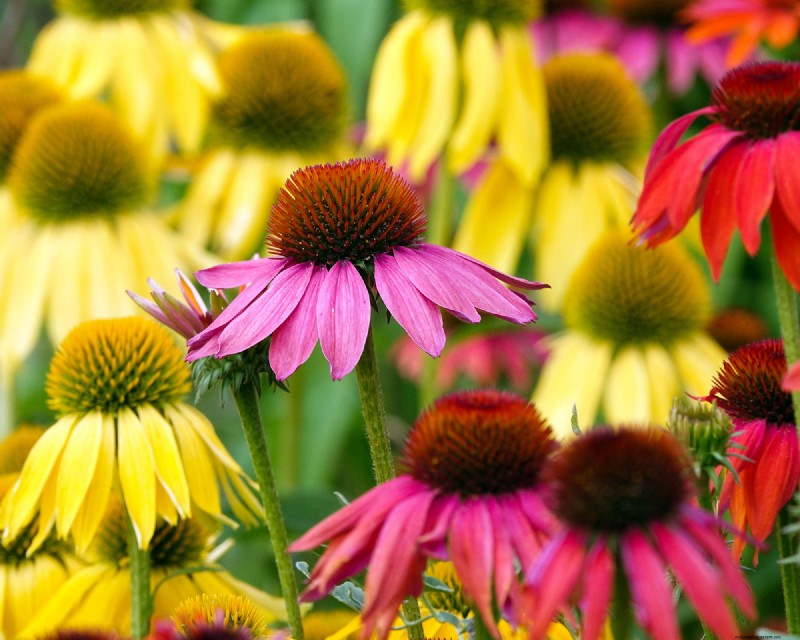 Historical Garden Design: Planting Ideas Inspired by Every Decade