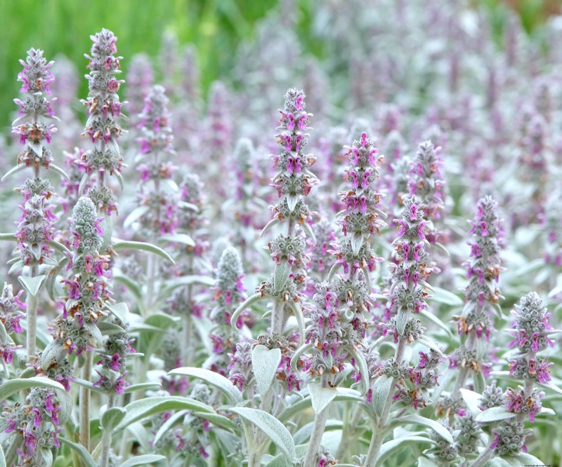 Historical Garden Design: Planting Ideas Inspired by Every Decade
