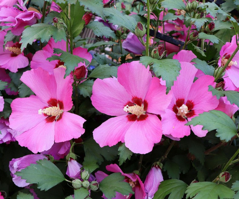 Historical Garden Design: Planting Ideas Inspired by Every Decade