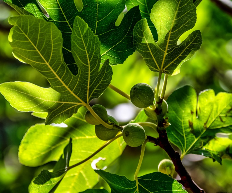 Spring Care for Fig Trees: 3 Essential Tasks for a Bountiful Harvest