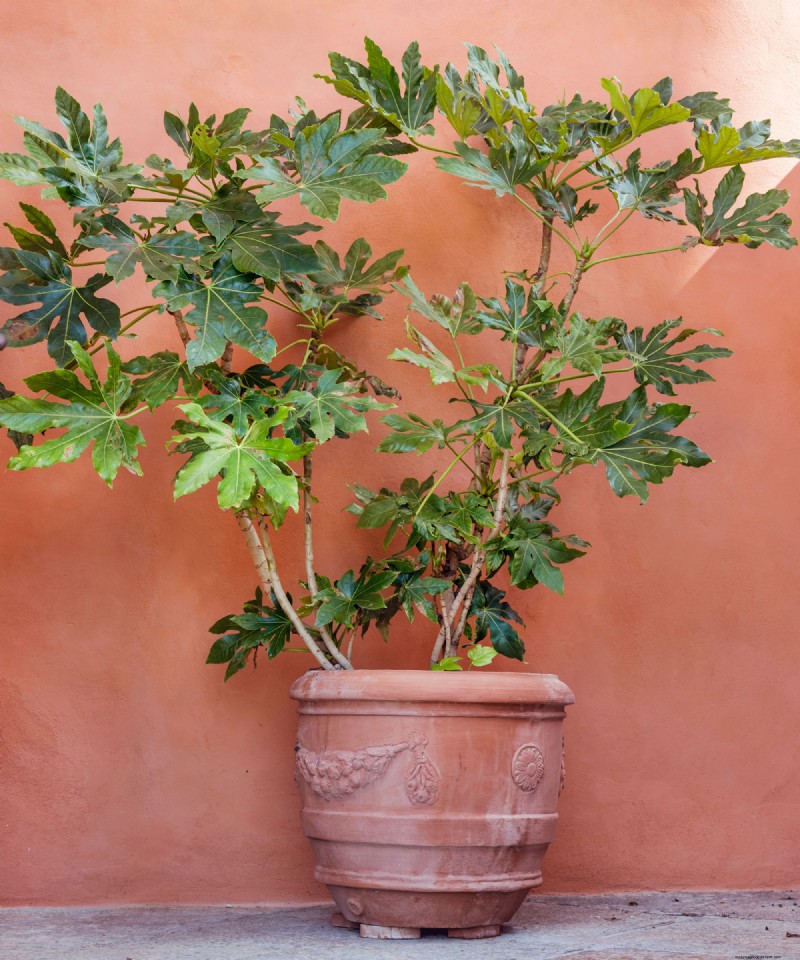 Spring Care for Fig Trees: 3 Essential Tasks for a Bountiful Harvest