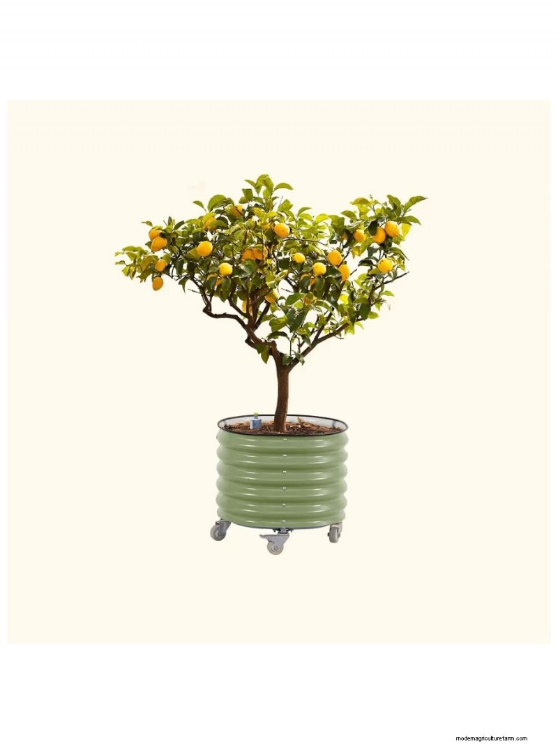 Spring Care for Fig Trees: 3 Essential Tasks for a Bountiful Harvest