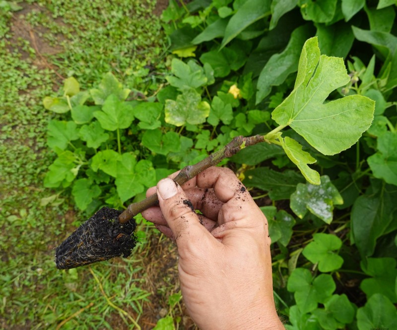 Chicago Hardy Fig Tree: Grow Figs in Cold Climates | [Your Brand/Site Name]