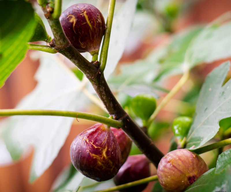 Chicago Hardy Fig Tree: Grow Figs in Cold Climates | [Your Brand/Site Name]