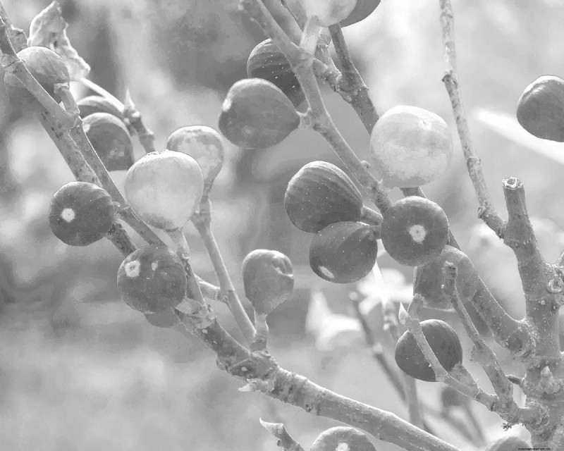 Fig Wasps and Figs: The Fascinating Relationship Behind Delicious Fruit