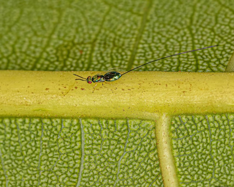Fig Wasps and Figs: The Fascinating Relationship Behind Delicious Fruit