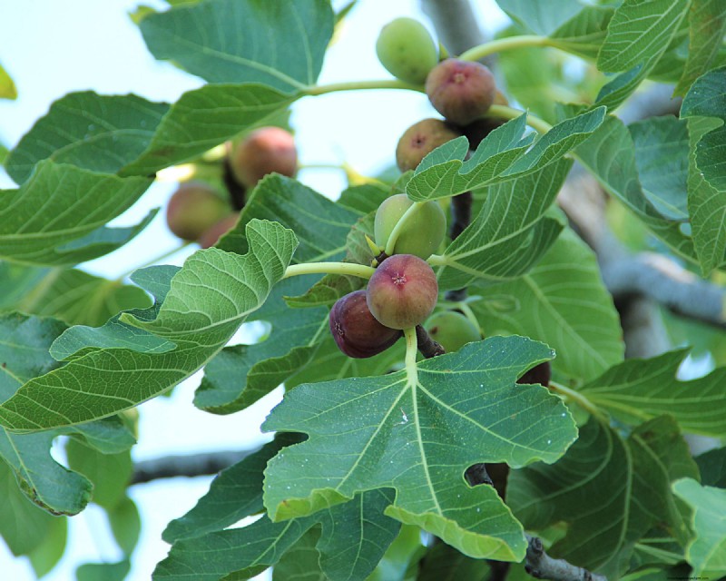 Fig Wasps and Figs: The Fascinating Relationship Behind Delicious Fruit