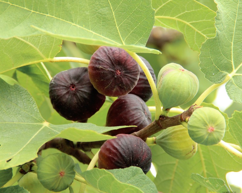 Fig Wasps and Figs: The Fascinating Relationship Behind Delicious Fruit