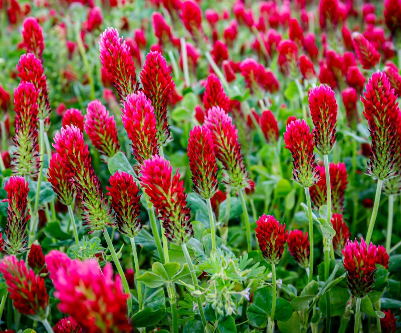 Best Cover Crops for Fall: Revive Garden Soil & Prepare for Spring