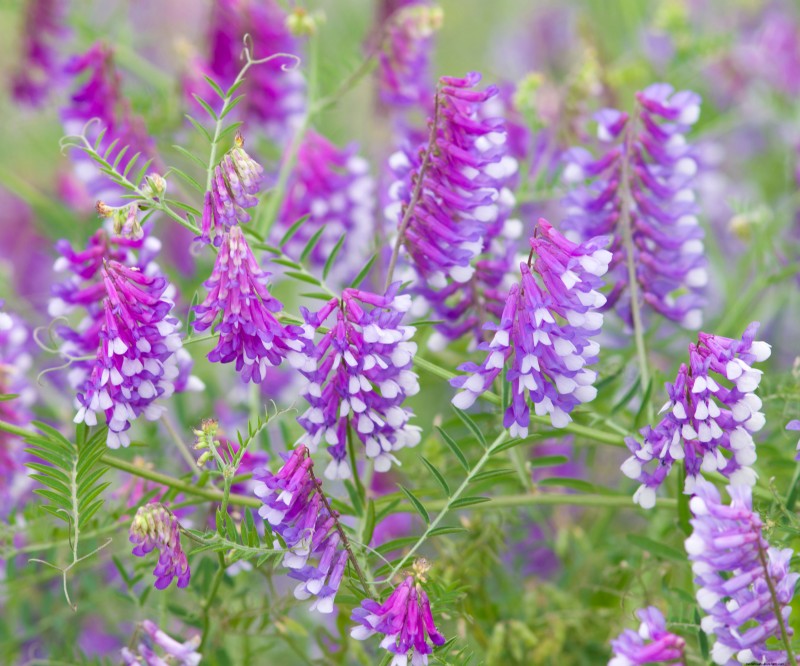 Best Cover Crops for Fall: Revive Garden Soil & Prepare for Spring
