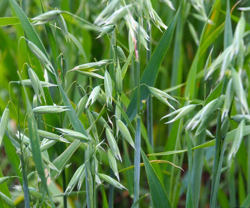 Best Cover Crops for Fall: Revive Garden Soil & Prepare for Spring