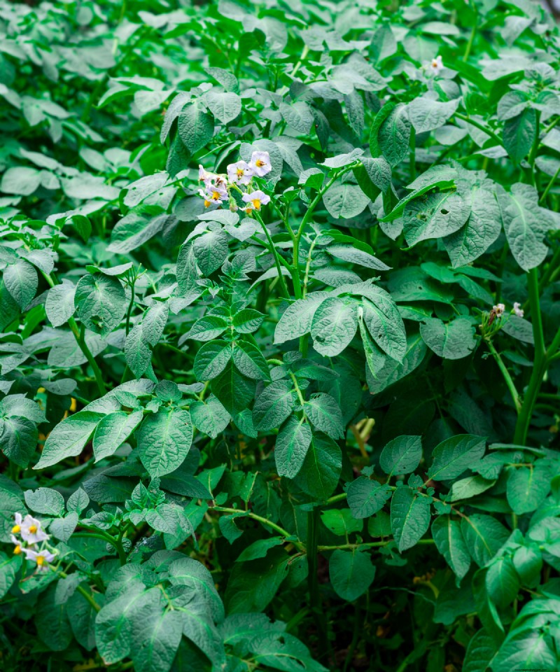 Best Cover Crops for Fall: Revive Garden Soil & Prepare for Spring