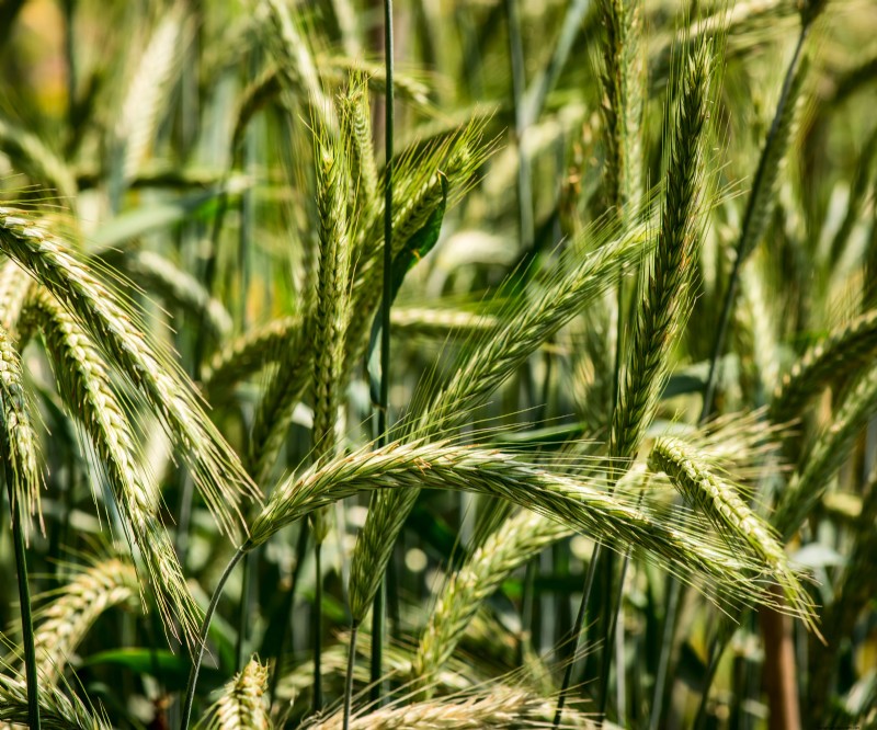 Best Cover Crops for Fall: Revive Garden Soil & Prepare for Spring
