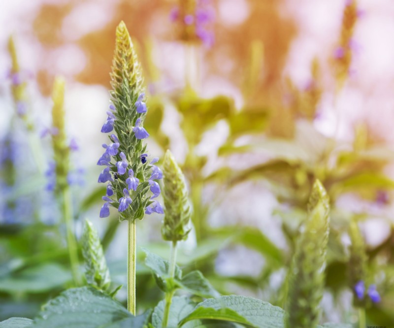 Chia Seed Harvesting Guide: Tips for Home Harvest & Nutritional Benefits