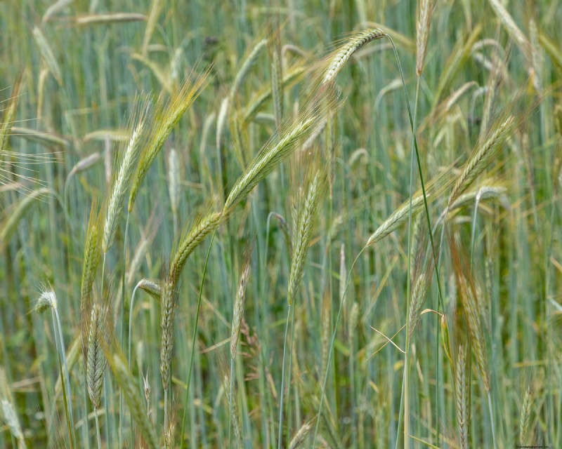 Winter Soil Recharge: 6 Best Cover Crops for Fall Planting