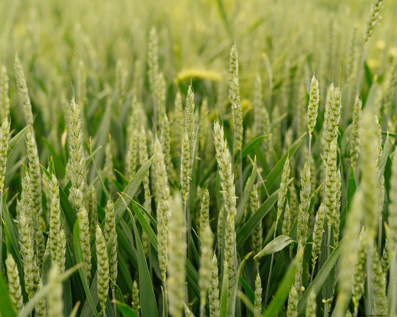 Winter Soil Recharge: 6 Best Cover Crops for Fall Planting