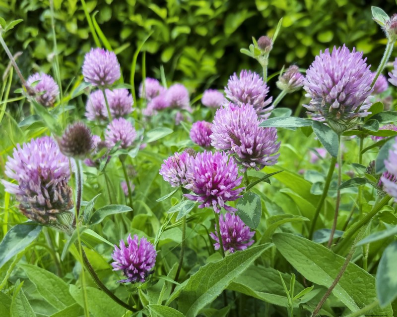 Winter Soil Recharge: 6 Best Cover Crops for Fall Planting