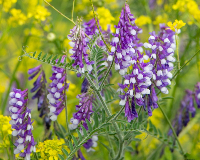 Winter Soil Recharge: 6 Best Cover Crops for Fall Planting