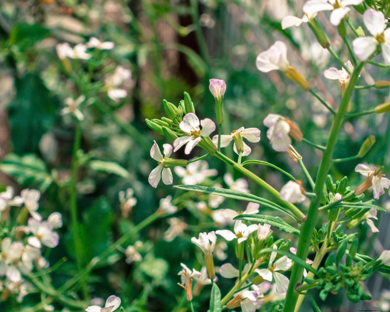Winter Soil Recharge: 6 Best Cover Crops for Fall Planting